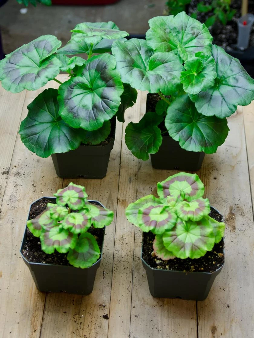 Organic Seed Starting Mix, 6 Quarts - Image 3