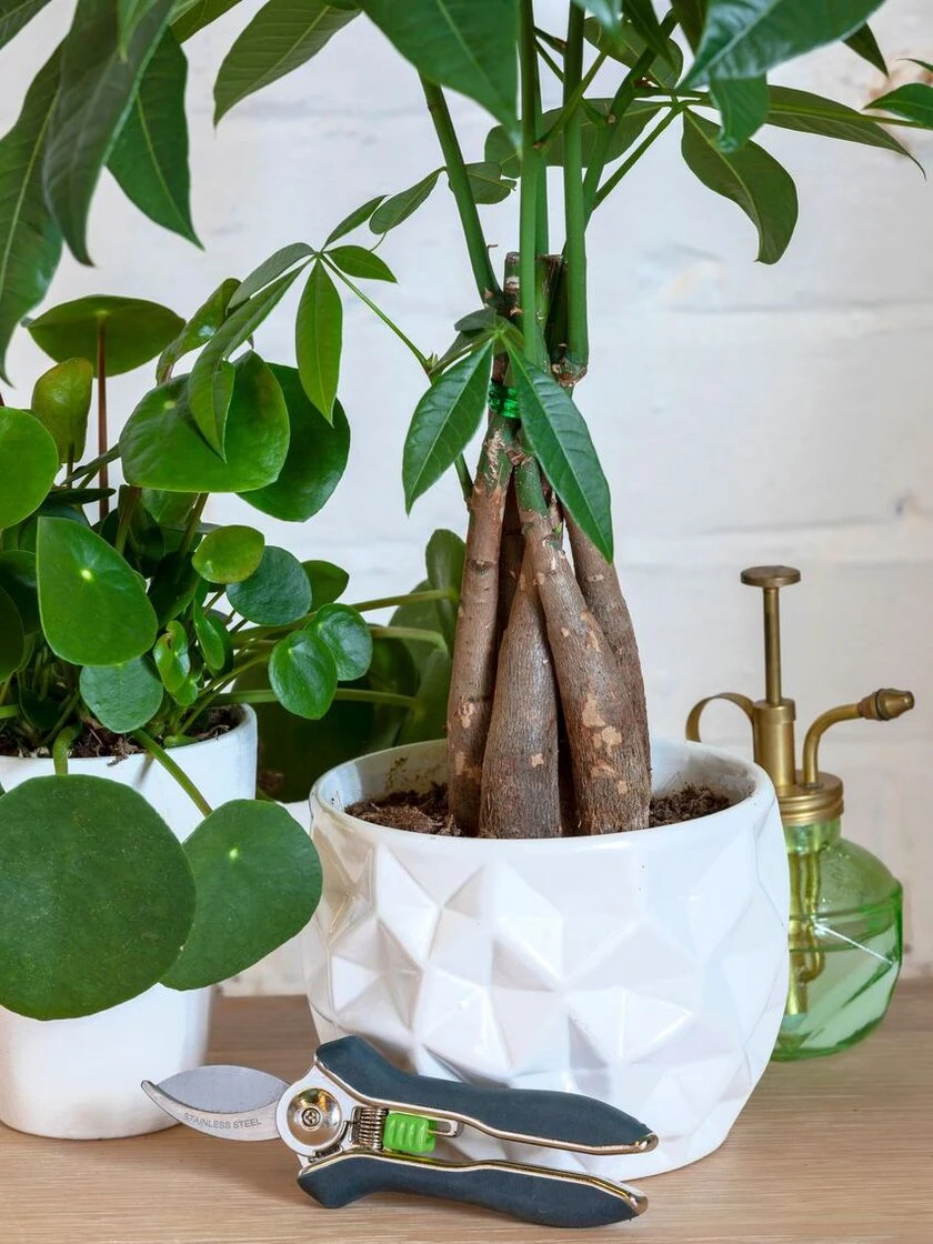 Houseplant Pruner - Image 7