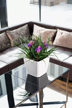 LechuzaĀ® Quadro LS Premium Self-Watering Square Planters