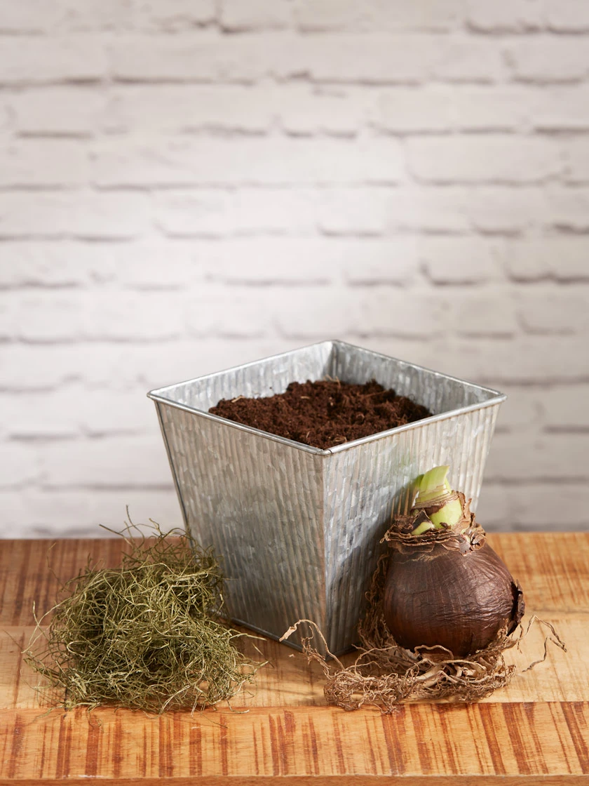 Amaryllis Planting Kit - Image 6