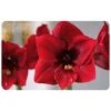 FoFlor Red Amaryllis Mat, 23" X 36"
