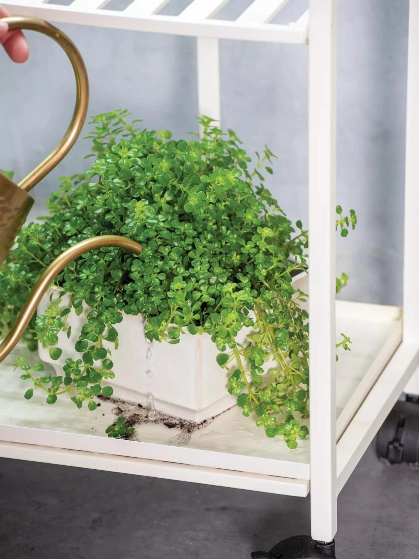 Oslo 2-Tier Plant Stand With Folding Shelves - Image 5