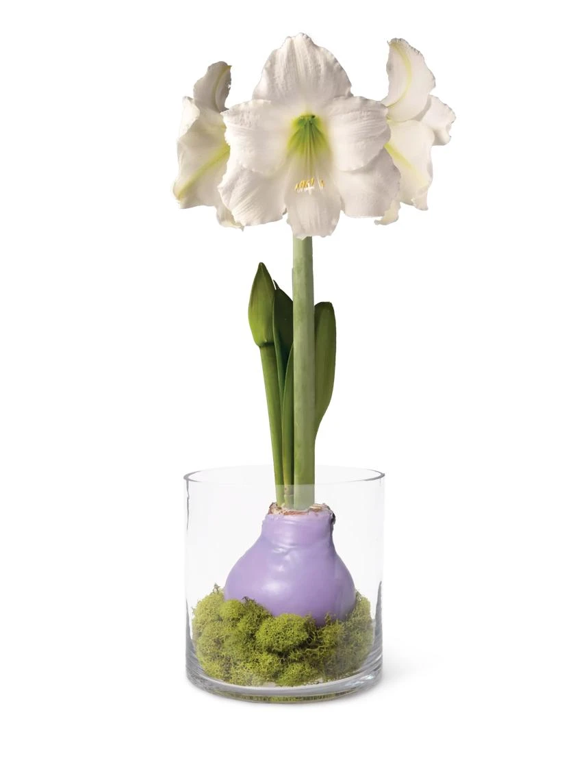 Easy Care Spring Waxed Amaryllis In Vase