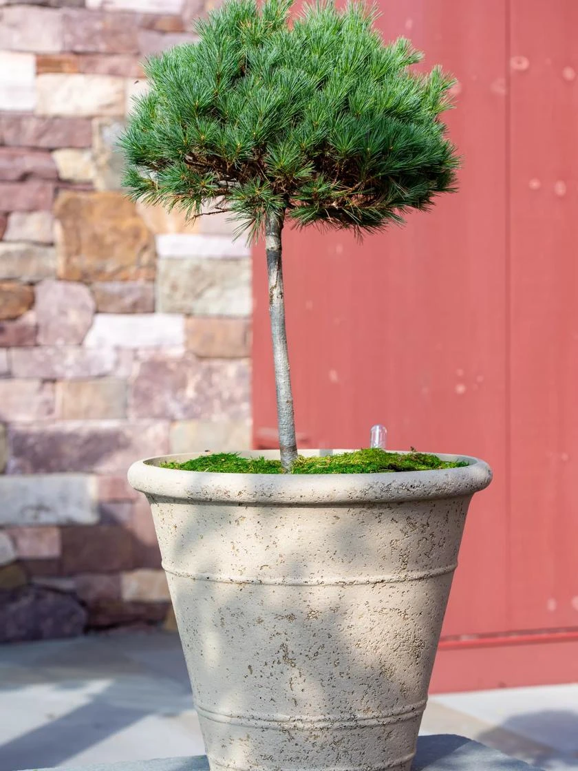 Self-Watering LavaStoneĀ® Anson Pot - Image 2