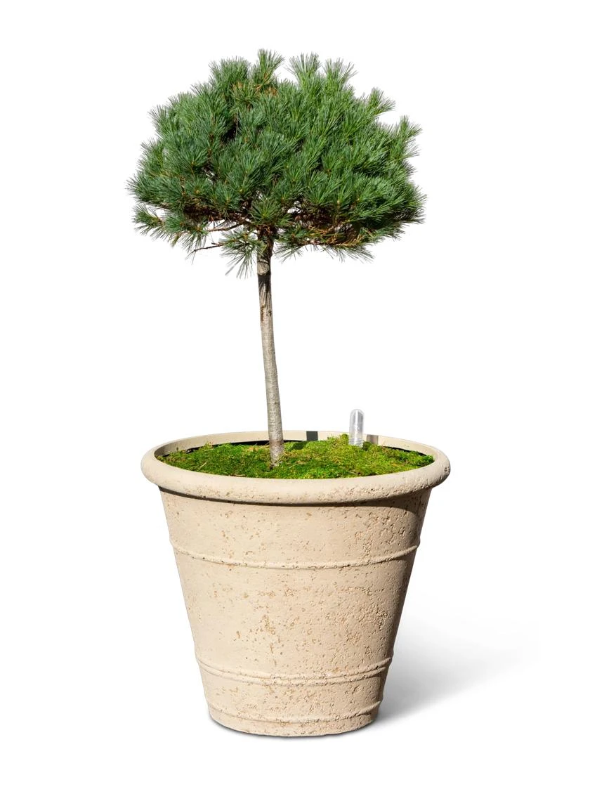 Self-Watering LavaStoneĀ® Anson Pot - Image 4