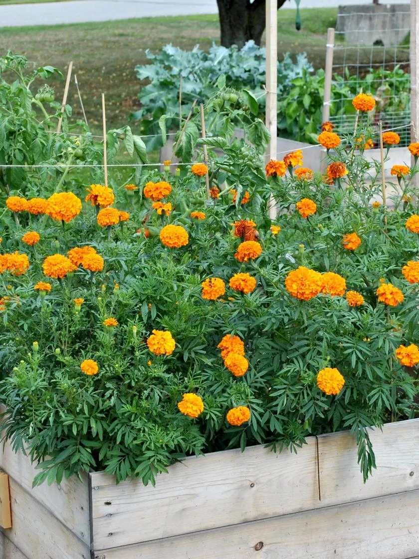 SeedSheets Organic Vegetable Garden, Easy Breezy Caprese, 4' X 8' - Image 3